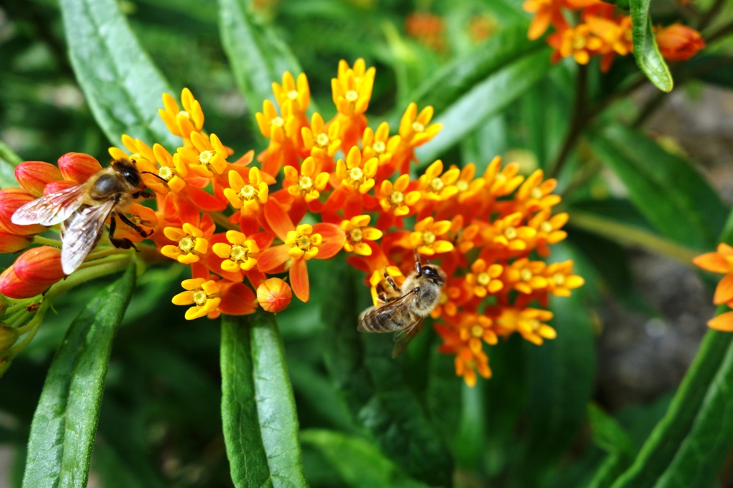 Die dreifarbigen Einzelbl&uuml;ten sind beliebt bei Bienen.