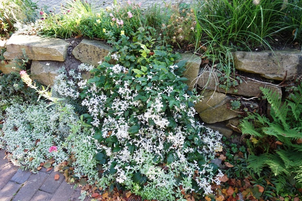 Die Teppichwaldrebe l&auml;sst ihre Ranken &uuml;ber die Trockenmauer bis zur Wegpflasterung flie&szlig;en.