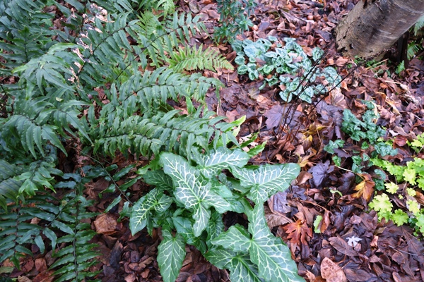 Geaderter Aronstab mit Ilexfarn und Herbstalpenveilchen im schneelosen Winter