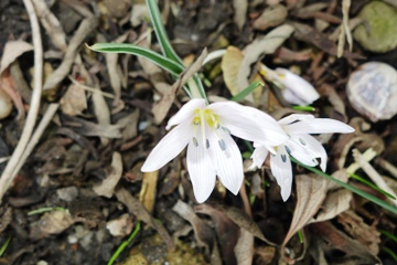 Ungarische Zeitlose (Colchicum ungaricum), 
gen. Velebit Star